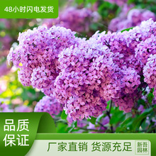 庭院绿化紫丁香树苗 丁香花苗 嫁接丁香树苗耐寒花卉植物当年开花