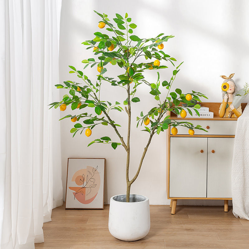 柠檬树盆栽真绿植大型室内客厅落地摆件网红装饰植物亚马逊独立站