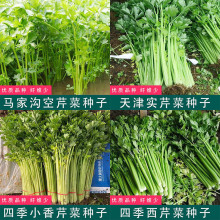 美国西芹小香芹白色紫色芹菜四季蔬菜种籽家庭园艺盆栽种孑易成活