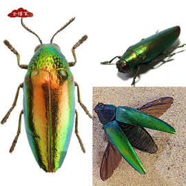 玉虫翅吉丁虫鞘翅甲虫莳绘镶嵌炫彩金属色金缮漆器漆画漆艺材料