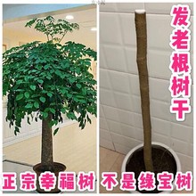 幸福树树杆绿色植物盆栽新居幌伞枫室内大盆景代发厂批发包厂代发