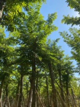 黄花梨苗木黄花梨大苗正宗海南黄花梨树苗小叶桢楠木苗沉香苗大树