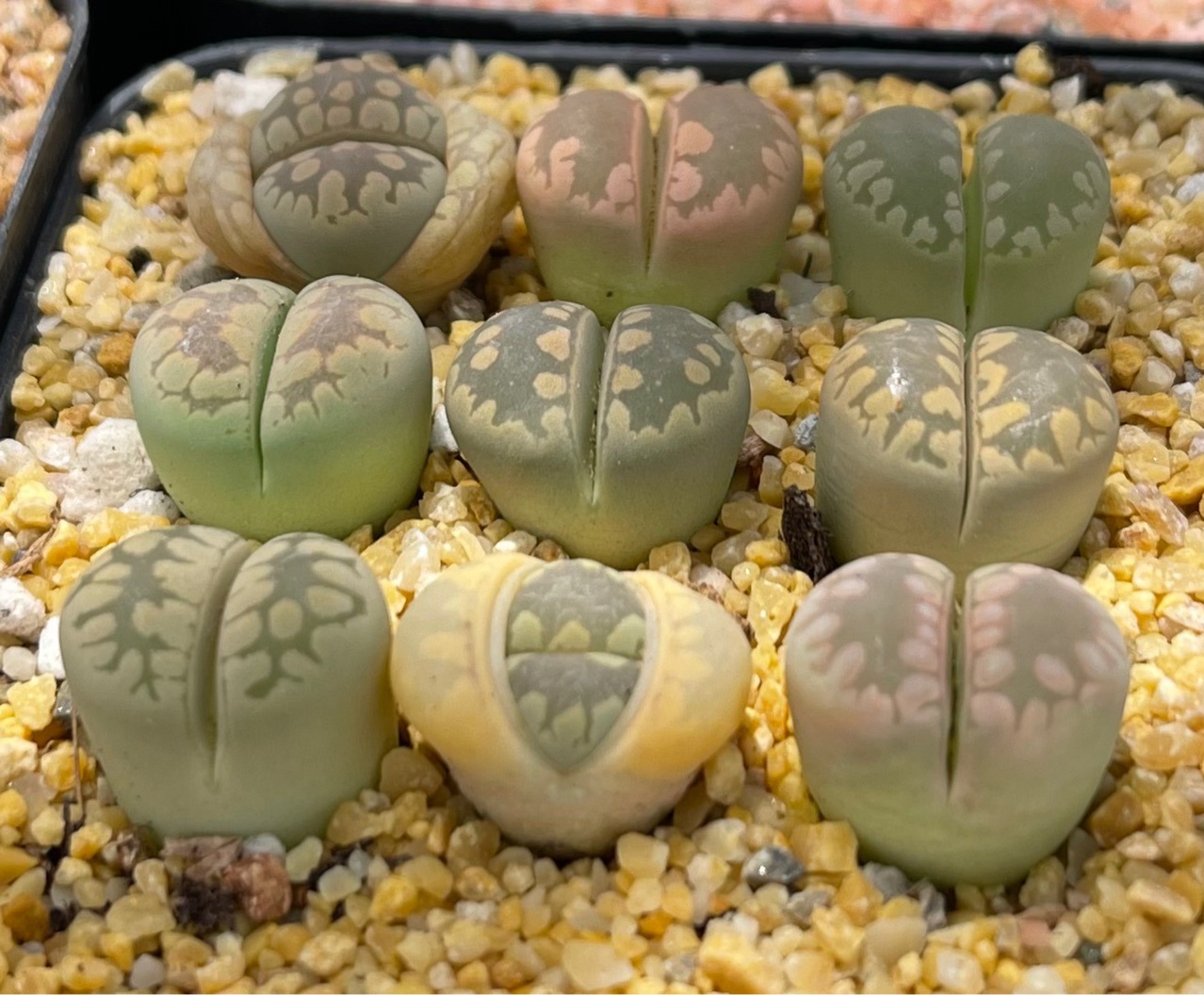 基地直发球形盆栽番杏科生石花多肉植物大津汇两年株园艺绿植pp花