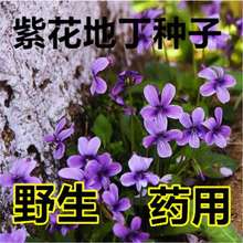 紫花地丁种子多年堇菜野生紫草地丁盆栽四季低矮绿化草籽耐寒