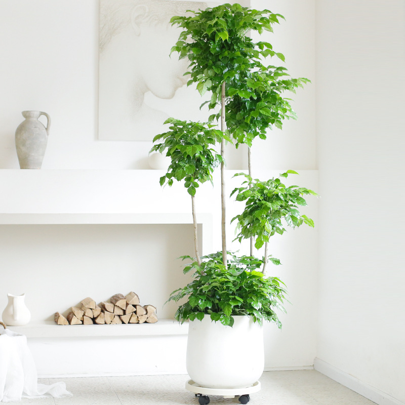 幸福树盆栽大室内多层造型绿宝树办公室客厅净化空气绿植大型植物