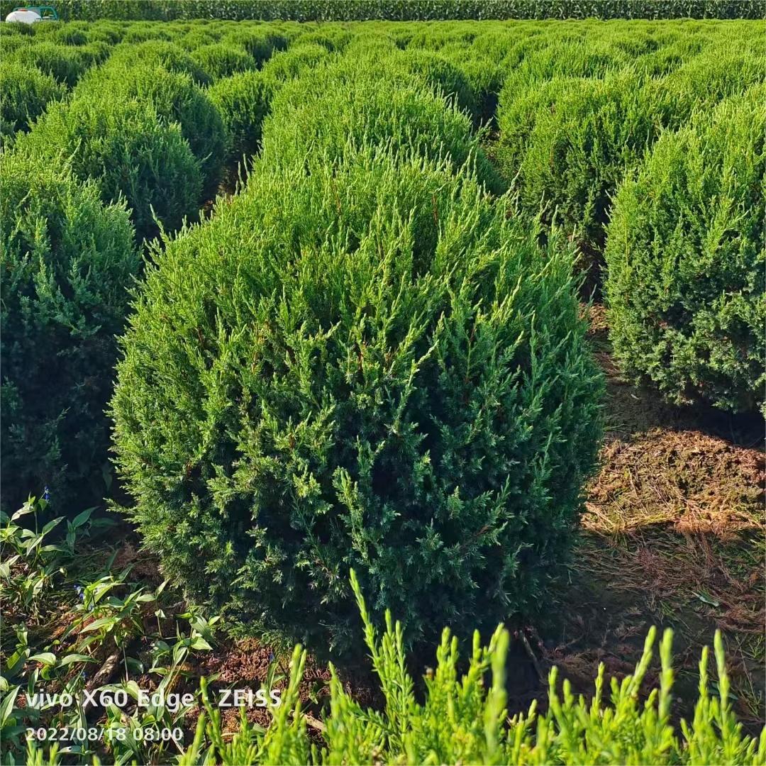 桧柏球 桧柏小苗 园林绿化常青树 松柏塔柏 高速公路绿化庭院小区