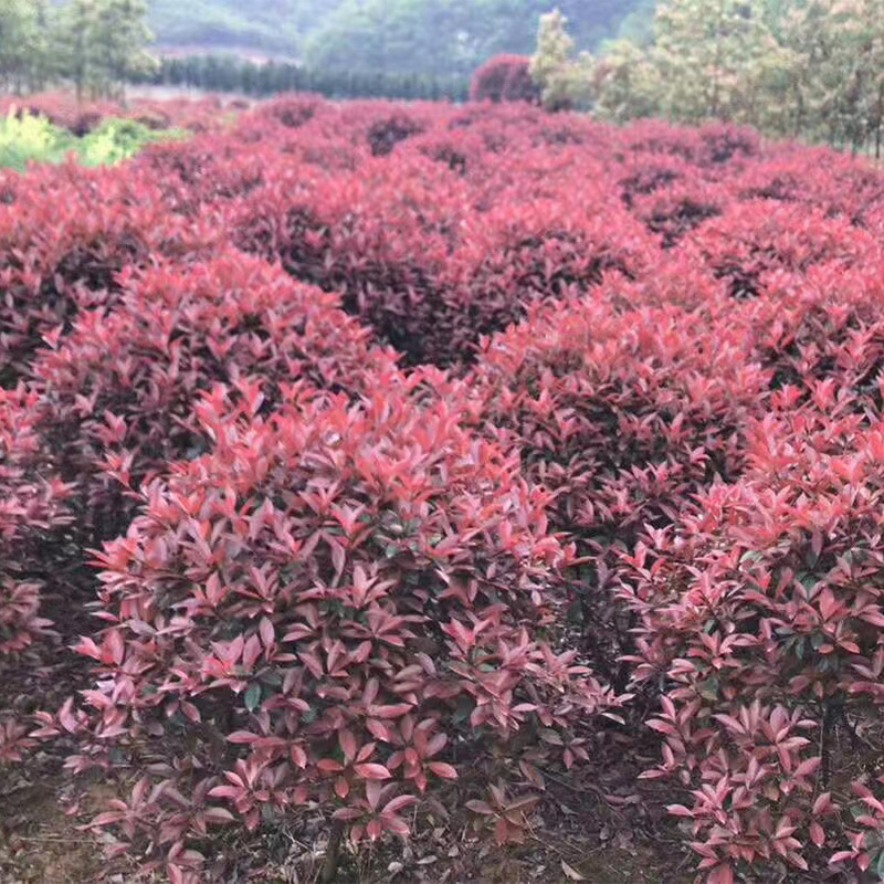 长德苗圃基地批发 红叶石楠球 观赏性高造景庭院精品红叶石楠球