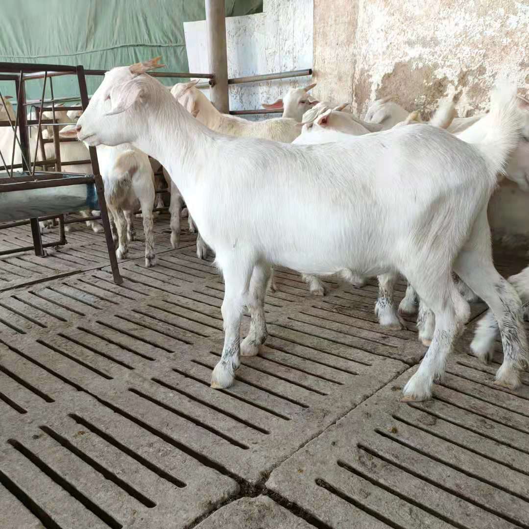 批发白山羊羊波尔山羊羔活体小羊苗提供技术