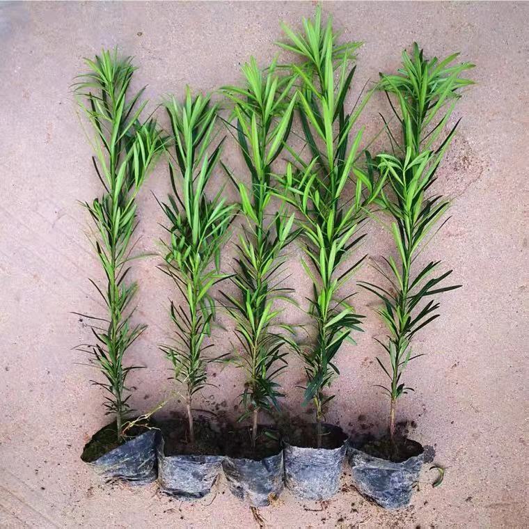 批发供应罗汉松小苗盆栽造型盆景 罗汉松小苗雀舌/汉松树苗批发