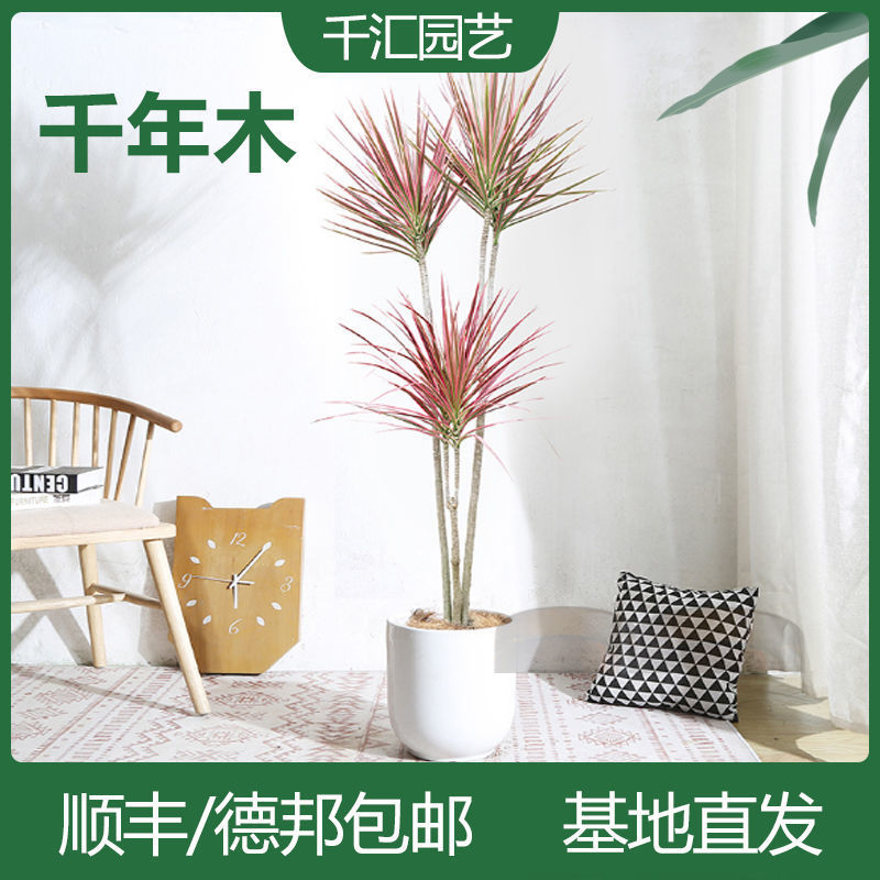 千年木盆栽花卉老桩龙血树三色铁马尾铁室内大型绿植七彩铁植物大