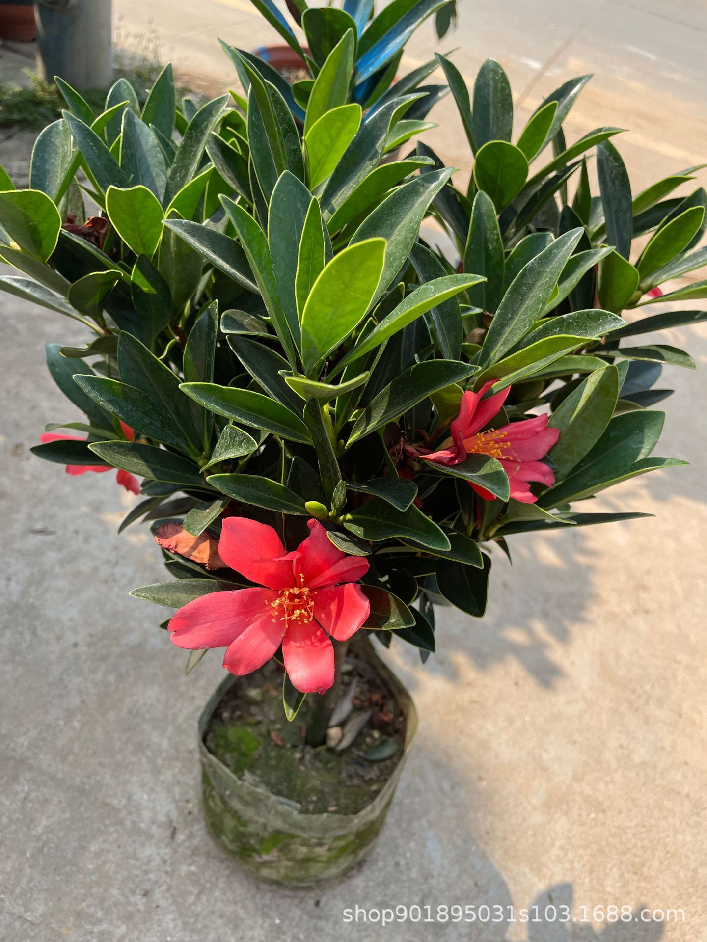 【基地直销】四季杜鹃红山茶花带花苞四季开花不断室内盆栽花卉