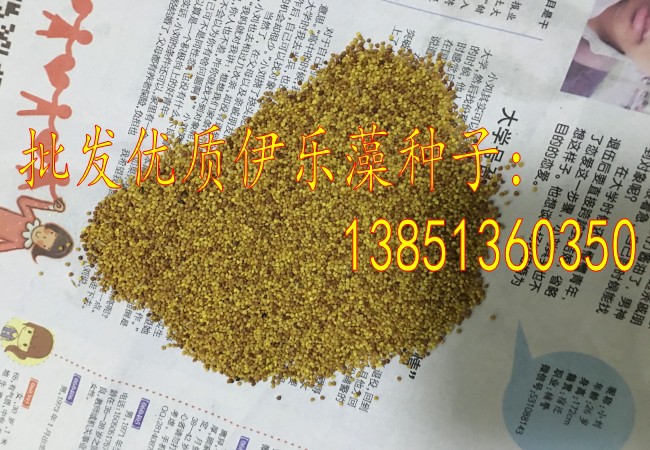 批发优质伊乐藻种子轮叶黑藻种子眼子菜种子菹草种子养虾蟹必备