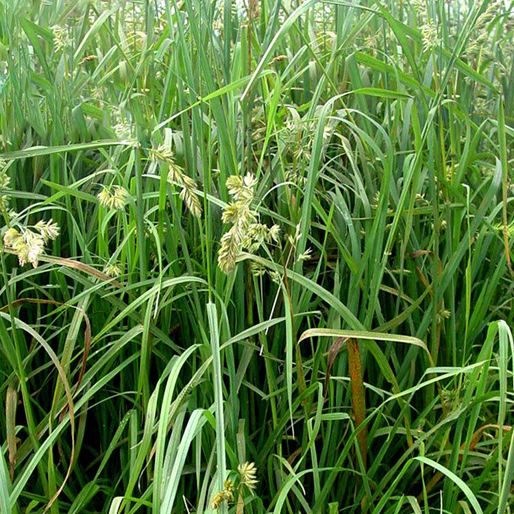 鸭茅种子 鸭茅草籽牧草种子多年生固堤防沙畜禽饲料绿植货到付款