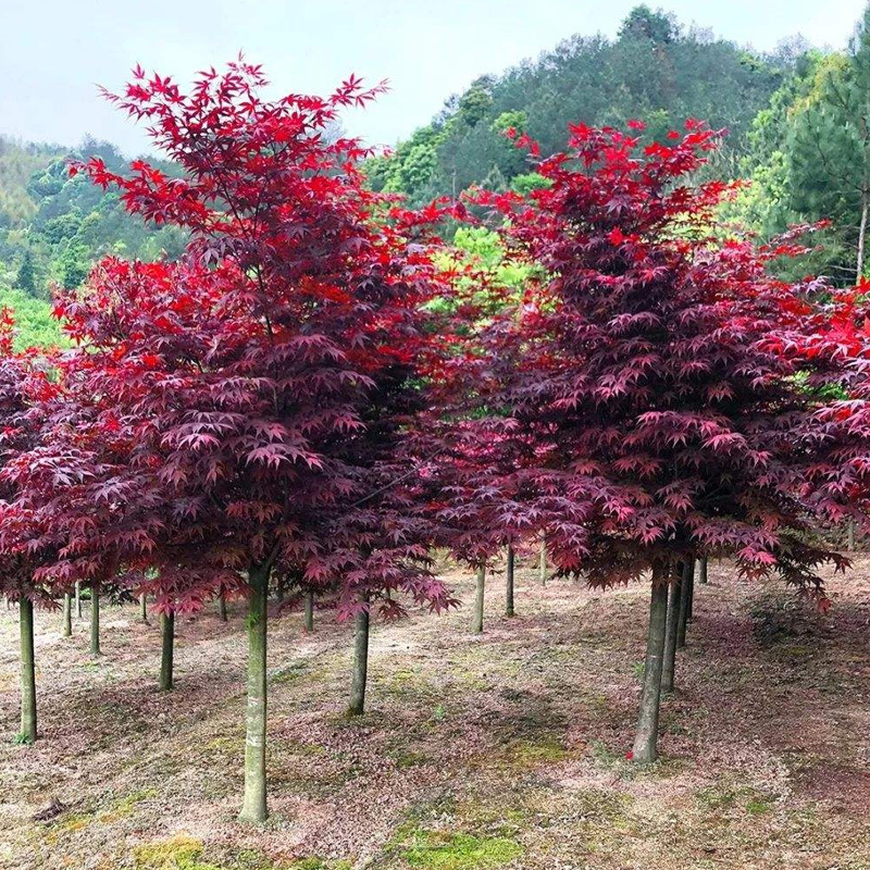 美国红枫树 日本红枫 北美红枫 中国红枫 三季红园林绿化 规格齐