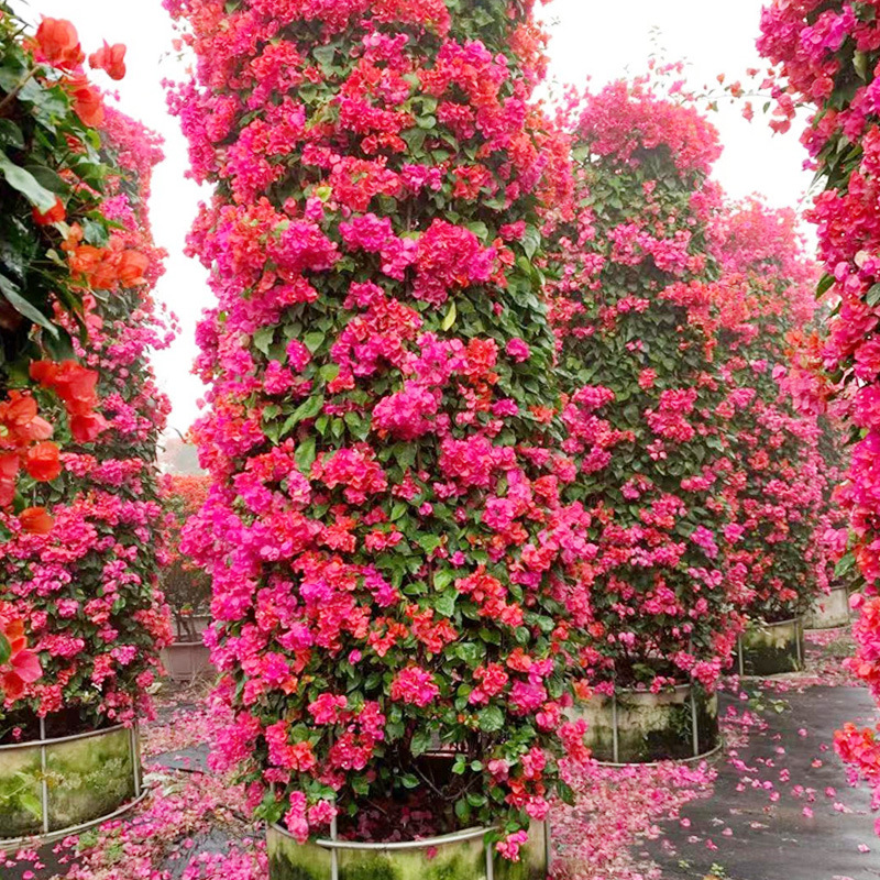 中国红勒杜鹃漳州基地大红勒杜鹃红花勒杜鹃潮州红勒杜鹃批发报价