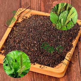 0成交0笔沭阳县马齿苋种子紫苏种子婆婆丁蒲公英种子苦卖菜车前草种子