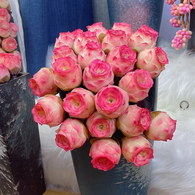 包邮山地玫瑰粉耶罗/粉色酒杯木质桩/新手多肉植物室内阳台