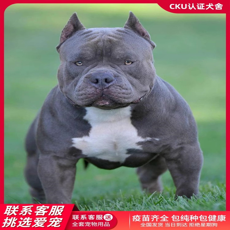 纯种恶霸犬幼犬活体小型犬恶霸犬幼犬活体出售家养宠物