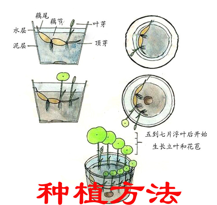 碗莲种藕小型荷花盆栽带花苞微型莲花苗根茎藕鞭苗小荷花室内水养