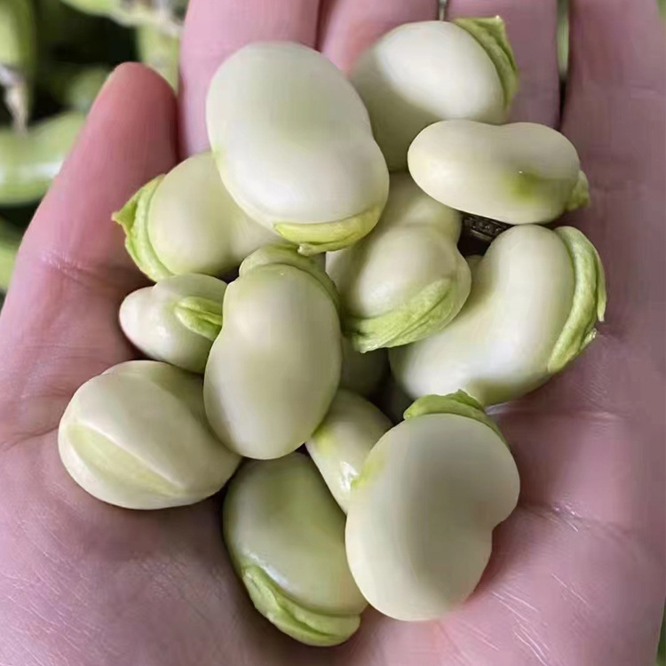 云之萌萌果云南新鲜农产品带壳蚕豆 新鲜豌豆蚕豆