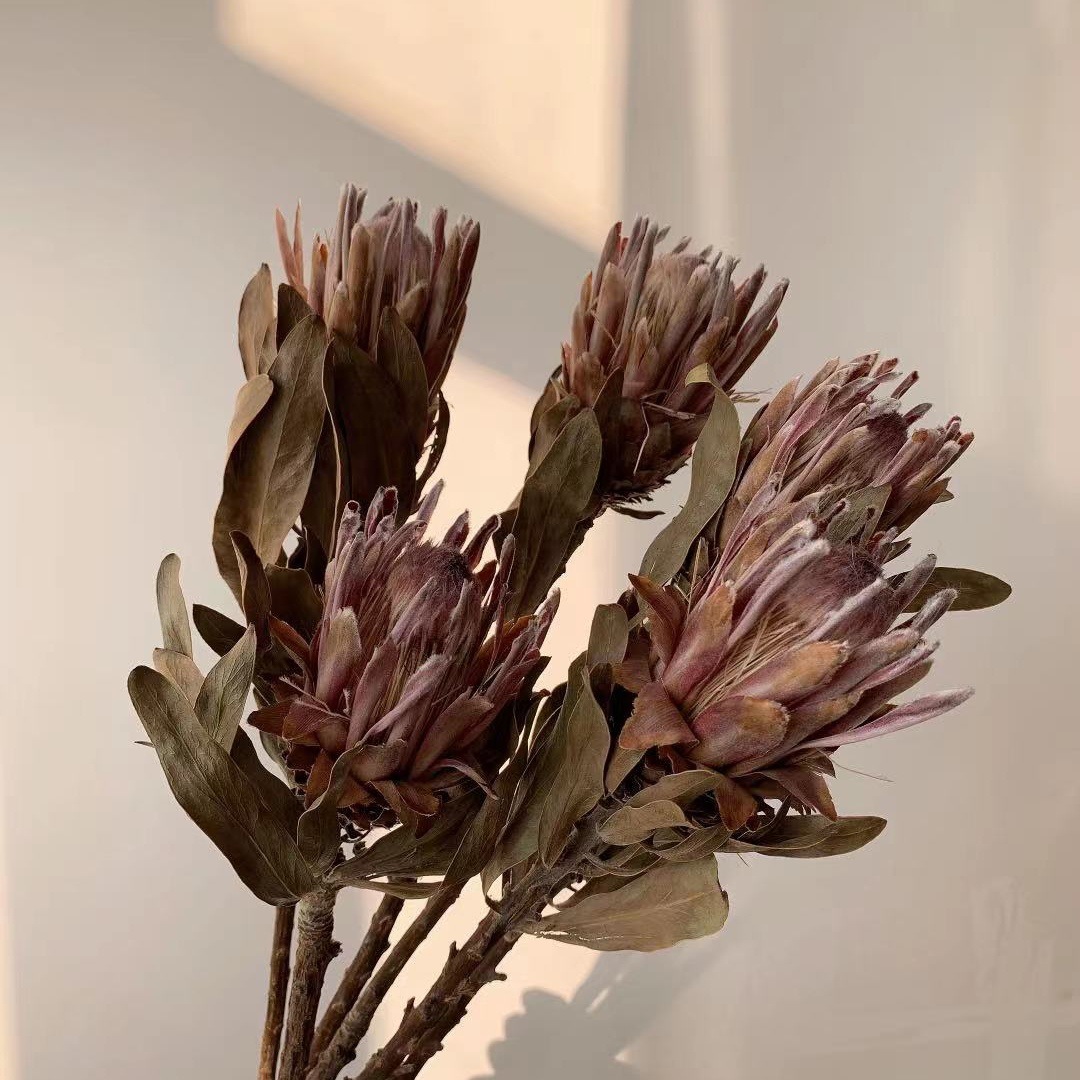 云南干花公主帝王干花森系自然真花家居装饰插花厂家批发霸王花