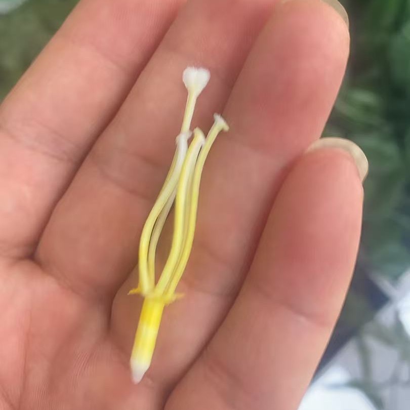 仿真花塑料配件丝网花材料diy仿真郁金香花芯塑料花心仿真花配件
