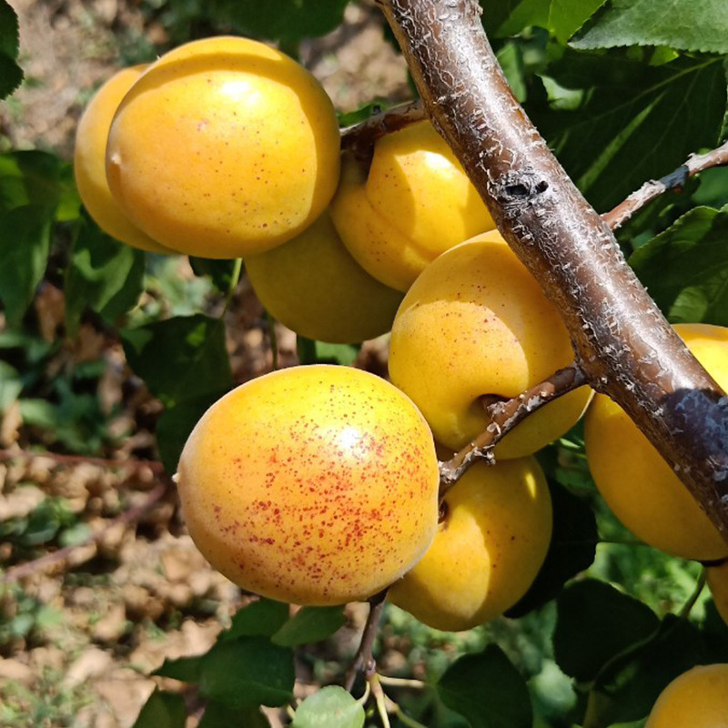 基地批发杏树 荷兰香蜜杏杏树种植成苗 荷兰香蜜杏树树苗