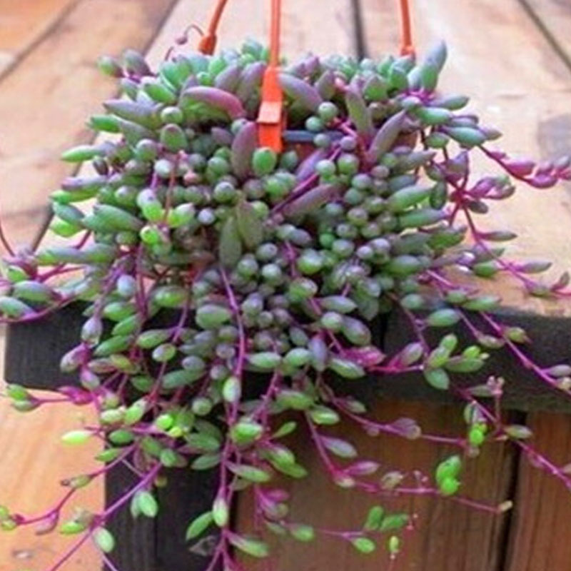 多肉植物紫玄月多肉吊兰佛珠花卉盆栽花苗办公室绿植珍珠-阿里巴巴