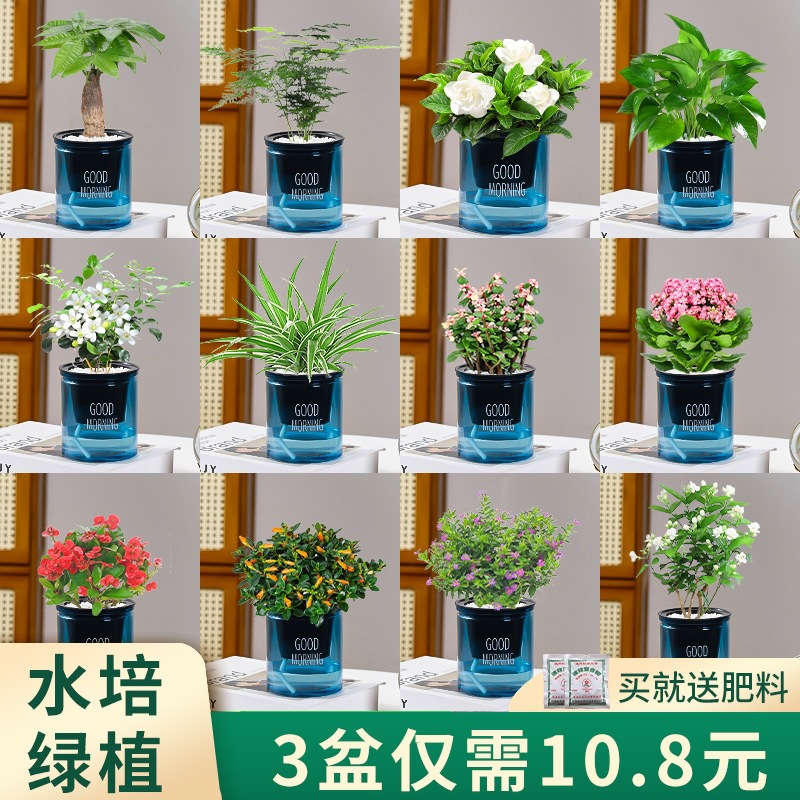 绿萝发财树文竹多肉花卉盆栽植物室内薄荷富贵竹水培小绿植好养活