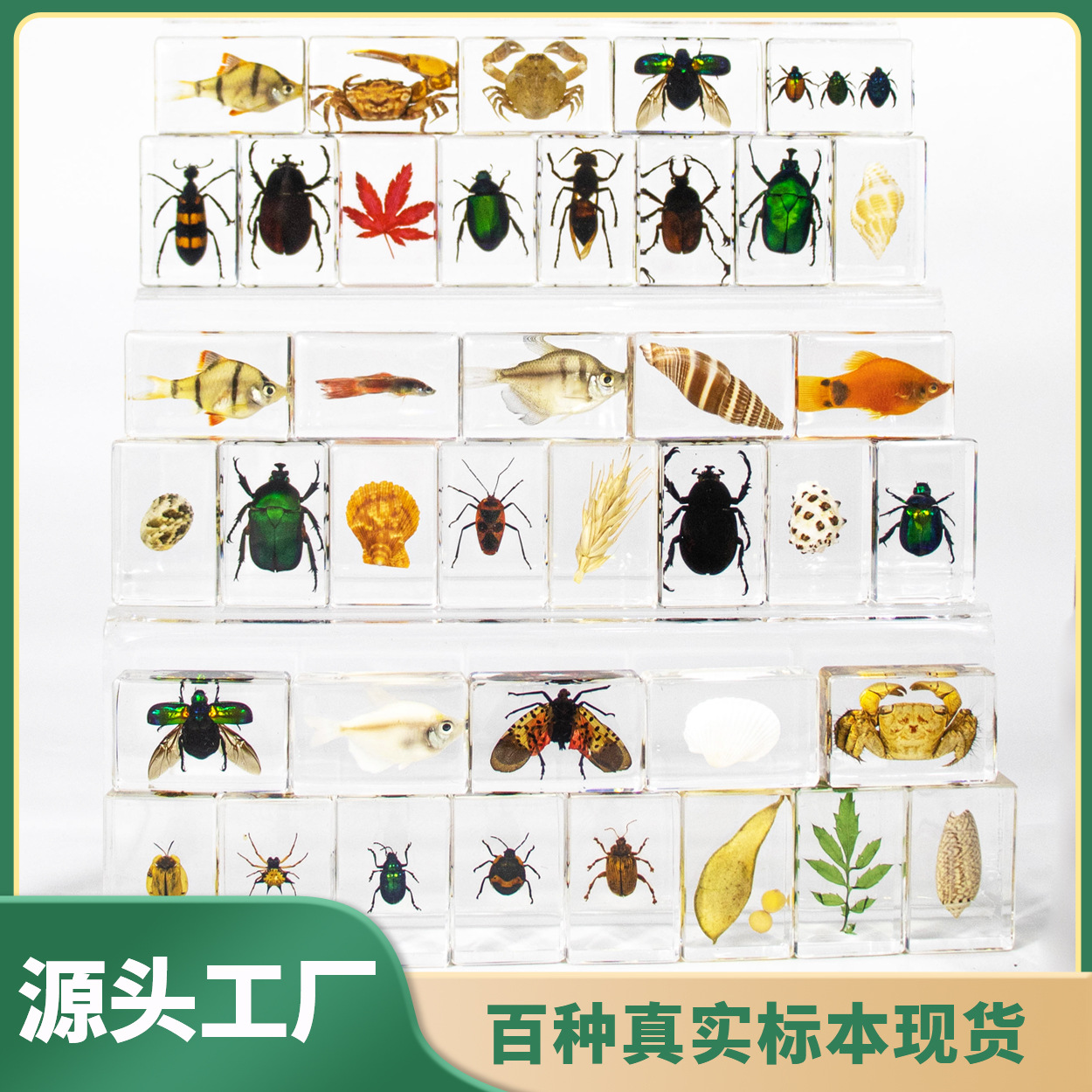 Factory Direct Supply Crystal Glue Real Insect Specimen Marine Specimen Creative Gift Decoration Student Teaching Aids