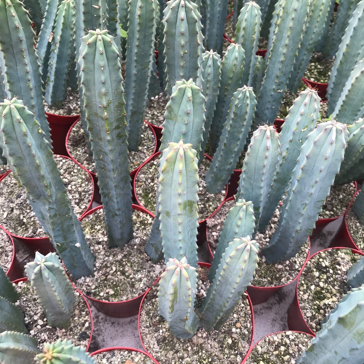 多头龙神木变异无刺龙神木多头蓝柱仙人球多肉植物小盆栽绿植园艺-阿