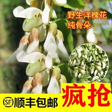 新鲜洋槐花杨槐树魁花2024河南深山野春天野菜现摘可做窝窝头饼