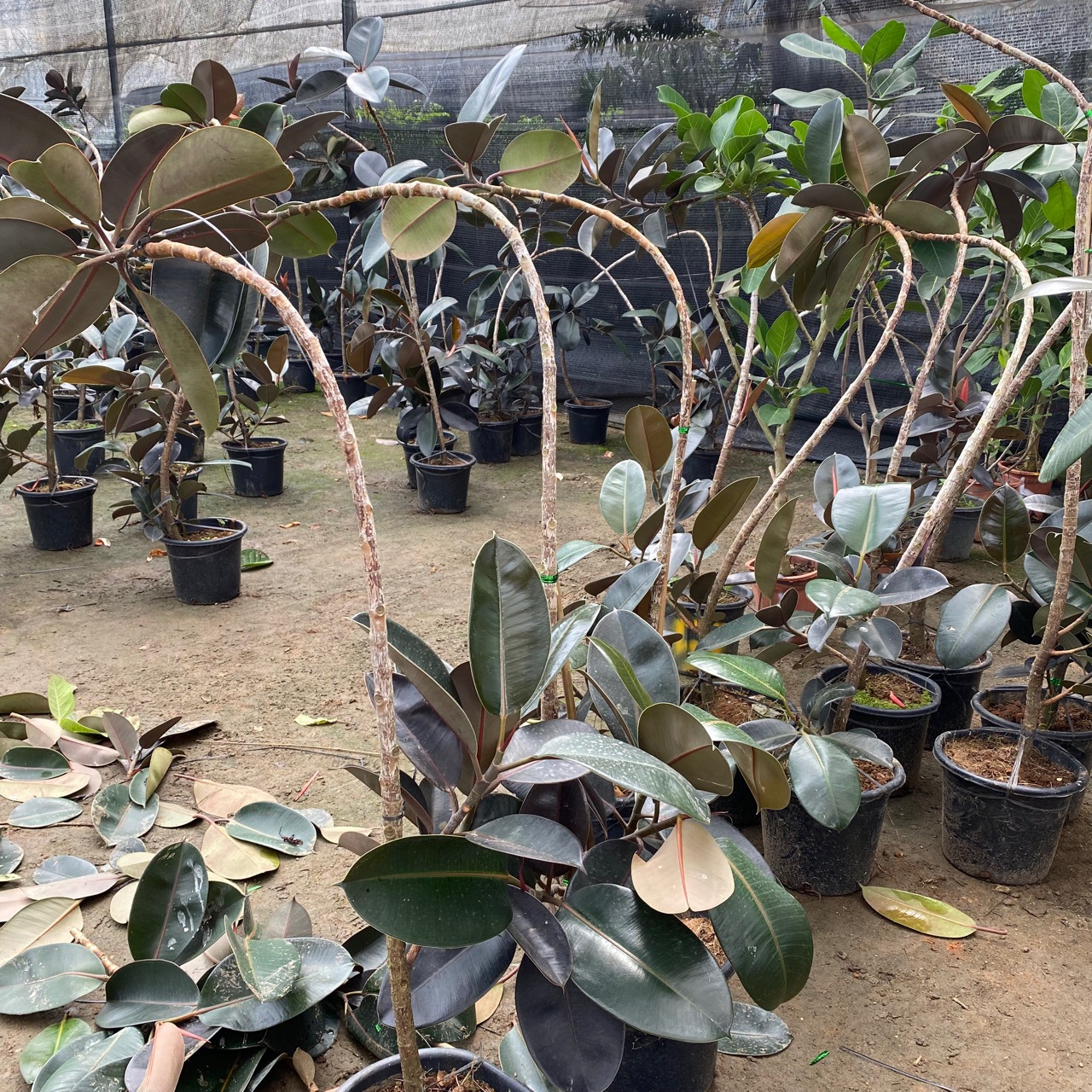 黑金刚造型花叶老桩橡皮树网红树室内大型盆栽办公室客厅四季绿植