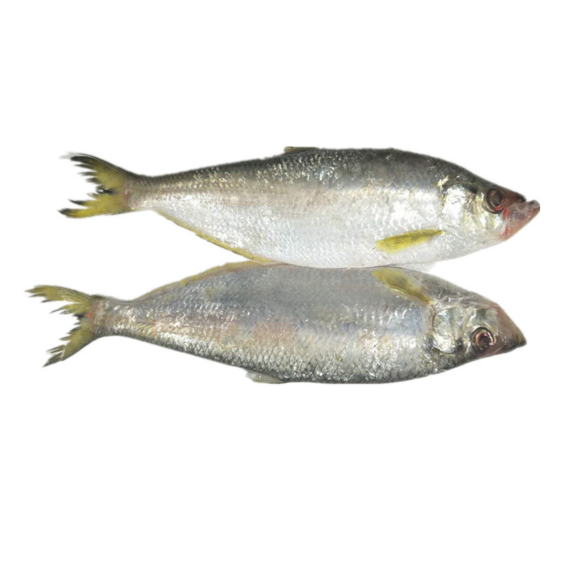 冻盐鲜鳓鱼白鳞鱼曹白鱼清蒸酒糟半边鱼酒店商用约1斤一条73元/斤
