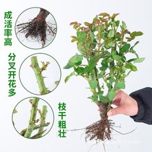 月季花苗盆栽地栽大花月季花苗灌木月季藤本月季玫瑰蔷薇苗