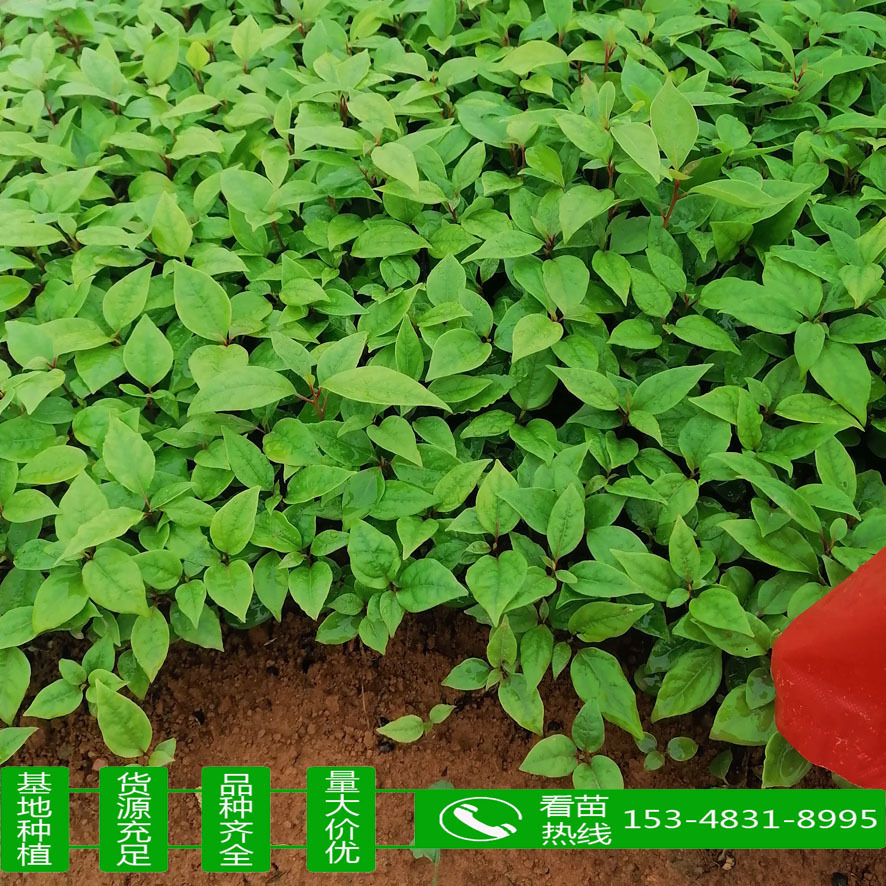 大量供应大叶樟树小苗基地直发价格丛优 绿化工程 苗木 树苗 绿植