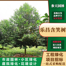乐昌含笑树10~20公分可选乐昌含笑树工程基地直销行道树绿化树