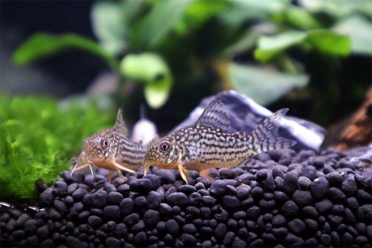 热带鱼清道夫珍珠鼠满天星鼠鱼吃垃圾观赏鱼工具清洁鱼活体鱼批发