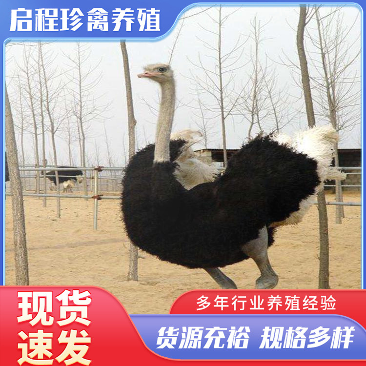 宠物德保矮马活体 迷你宠物矮马幼崽 儿童骑乘德保矮马活物-阿里巴巴