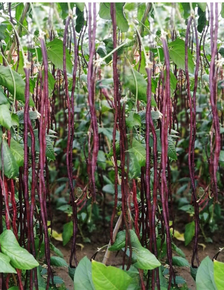春秋红豇豆种子长红豇豆种子菜豆红豆角菜园四季播蔬菜种子批发