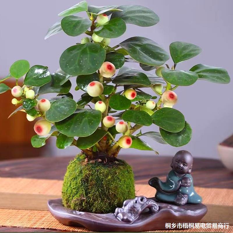 菩提树盆景小盼菩提盆栽禅意办公室内绿植小盆栽花卉客厅微盆景