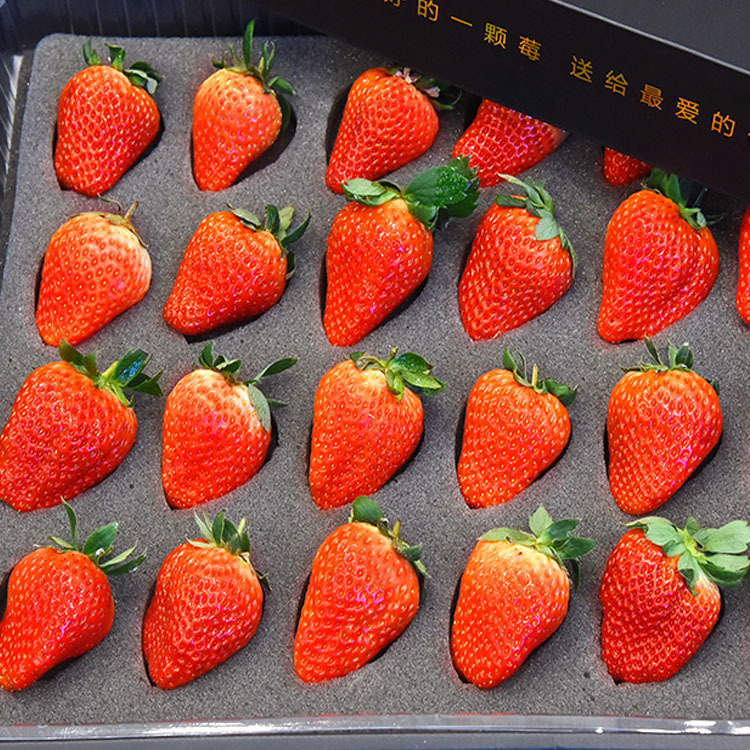 丹东99草莓包装海绵垫 黑色聚氨酯海绵 白色pu海绵柔软透气海绵