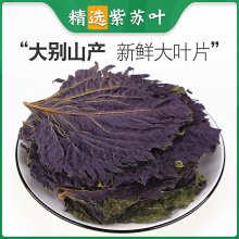 紫苏叶干货中药材泡茶食用紫苏叶粉泡脚泡水泡澡野生苏叶子苏叶