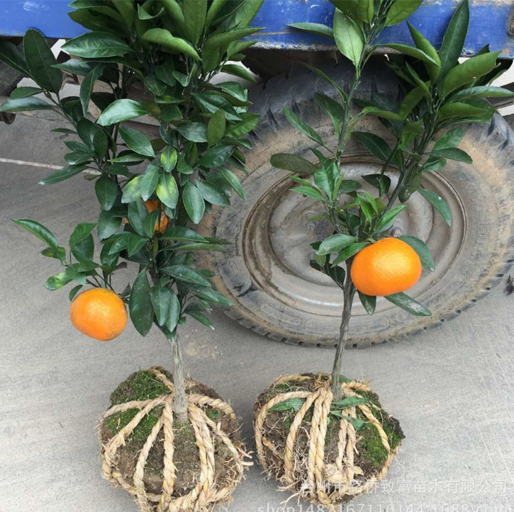 批发橘子树苗沙糖桔树橘子无籽无核嫁接果树苗柑桔苗砂糖桔树苗
