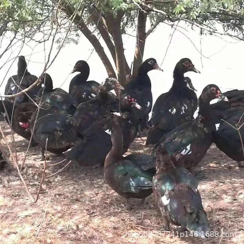 正品大种黑番鸭苗纯种红脸番鸭活苗优质健康纯黑色小鸭旱鸭-阿里巴巴