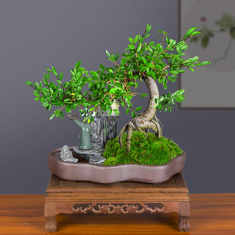 小叶榆树盆景花卉植物室内花老桩榔榆客厅好养办公室桌面绿植盆栽