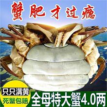 大闸蟹现货六月黄4.5-1.0两特大螃蟹鲜活新鲜礼盒装海鲜水产厂家