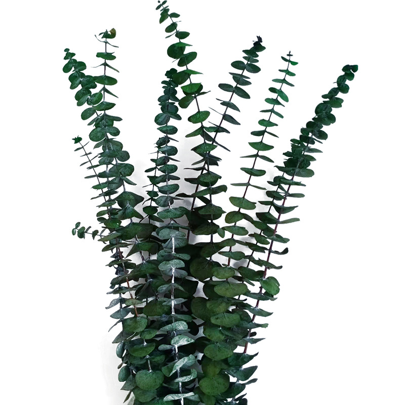 永生保鲜尤加利叶真diy花材铜钱桉家居卧室装饰摆件云南干花批发