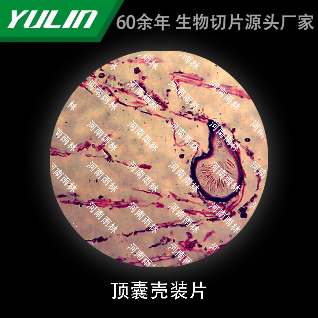 顶囊壳装片生物显微镜标本动物植物细胞载玻片观察实验高校-阿里巴巴