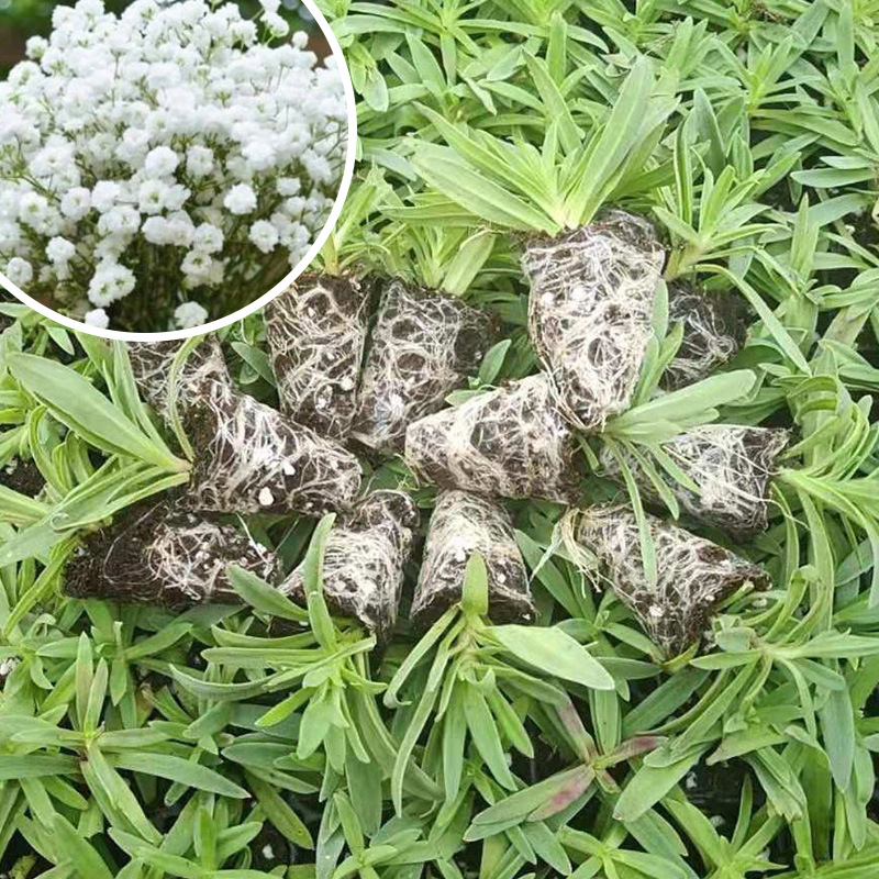 满天星小苗重瓣伊洛斯组培苗星空白花店客厅阳台趣味盆栽花卉绿植